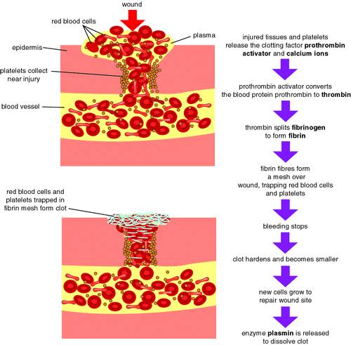 How The Blood Clots 