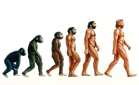 Human Evolution Tree