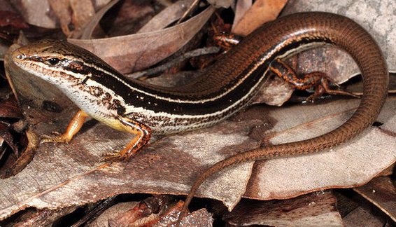 Coastal Skink Lizard