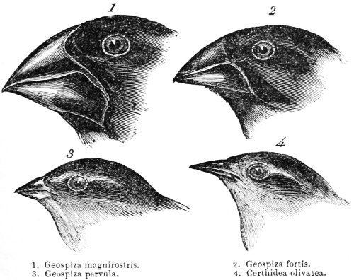 Darwin's finches