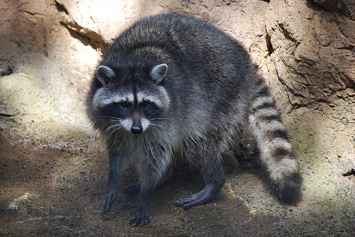 Infectious Raccoon Diseases