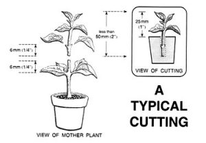plant cutting