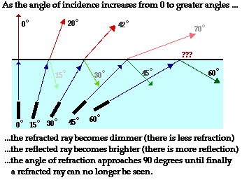 reflection definition biology