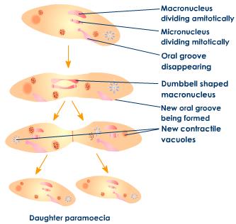 Transverse Binary Fission in Paramoecium