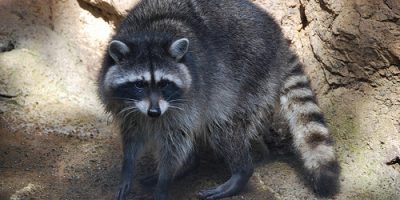 Infectious Raccoon Diseases