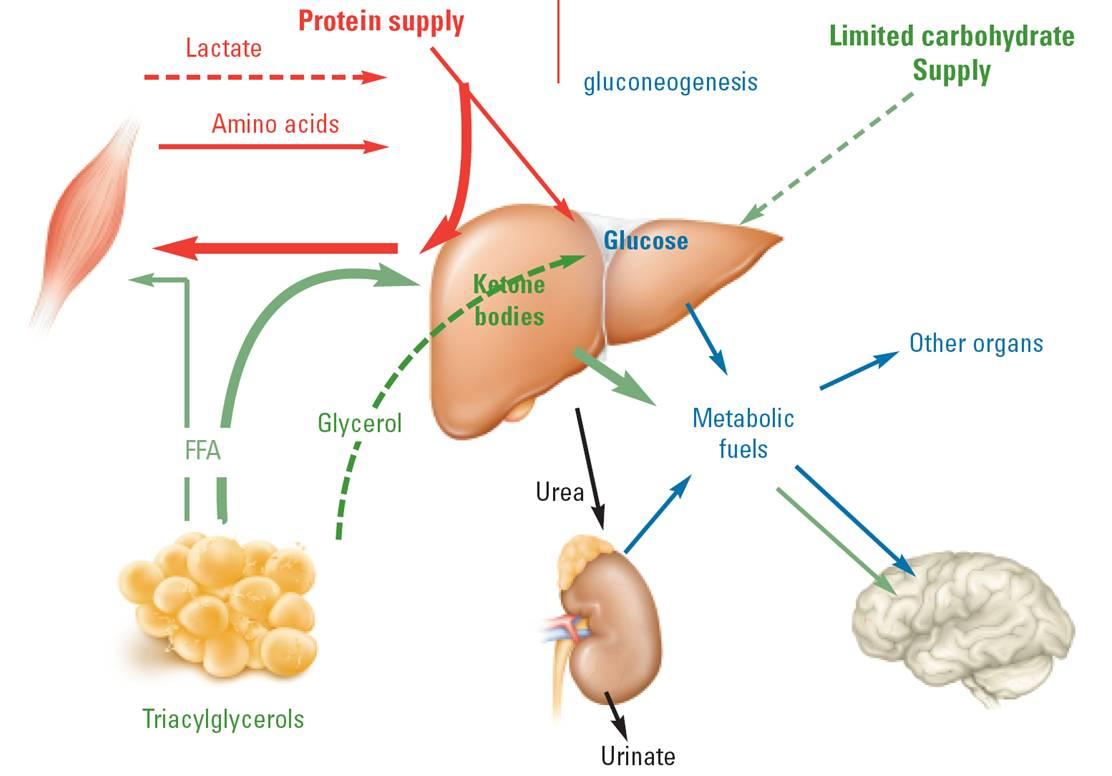 How Ketosis Works On Your Body?