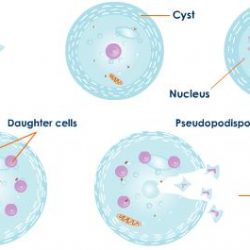 Multiple Fission in Amoeba